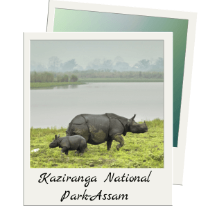 kaziranga national park Assam