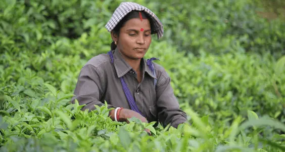 Tea leave cutting- Assam ecotourism