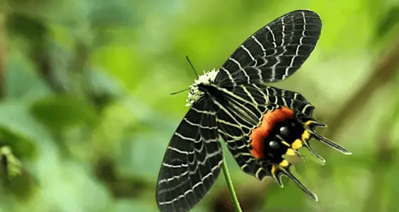 Butterflies- Mouling National Park, Arunachal Pradesh