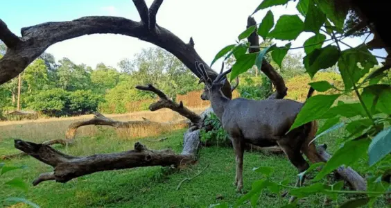 Deer - Bison (Rajbari) National Park, Tripura