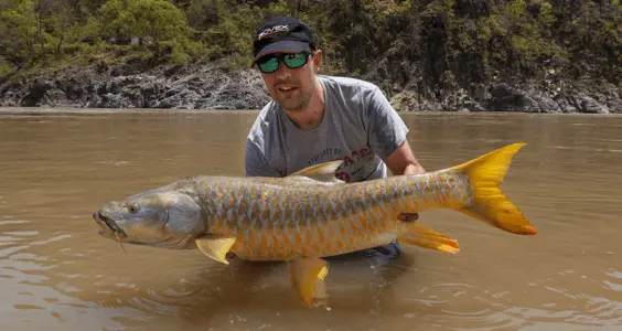 Golden Mahseer fish- Nameri National Park