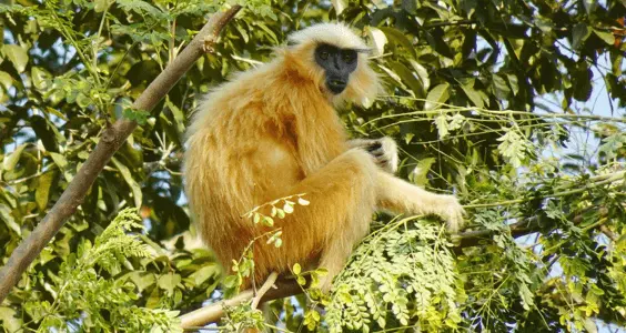 Golden langur- Manas National Park, Assam