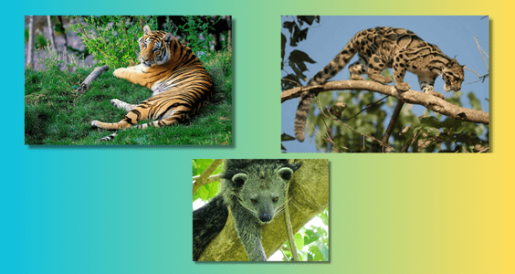 Mizoram Wildlife Safaris