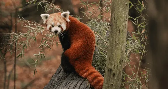 Red panda- Balphakram National Park