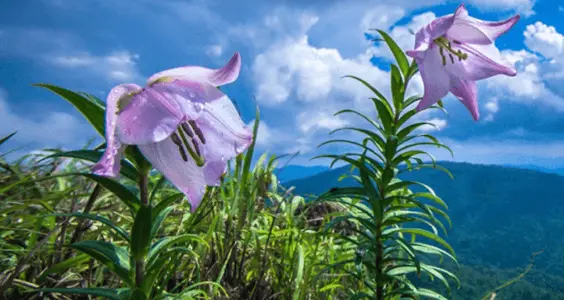 Shirui Lily- Sirohi National Park, Manipur