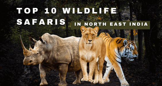 Top 10 Wildlife Safaris in North East India