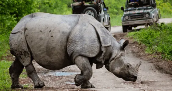 a rhino walking on a road of Kaziranga National Park, Assam