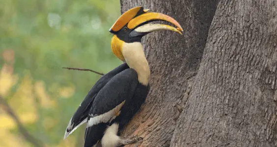 hornbill - namda national park