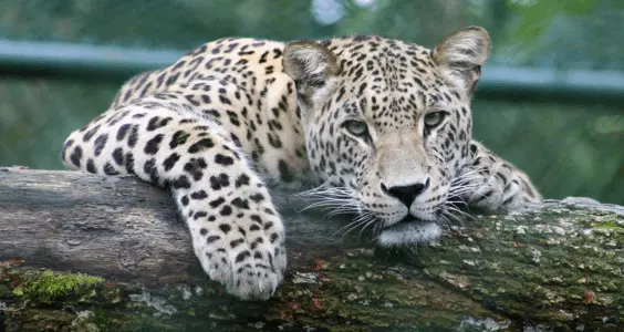 leopards - Pobitora Wildlife Sanctuary, Assam