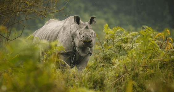 one-horned rhinoceros